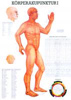 Körper-Akupunkturposter I 100x70cm -Laminiert-